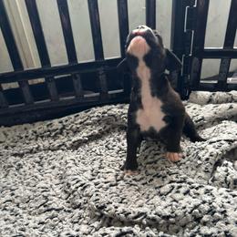 Girl 3 - Brindle female Boxer puppy in Lakeland, Florida from Cote's Boxers