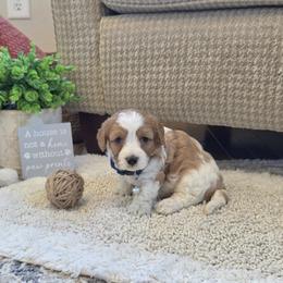 F1B Meet Boy 1 - Blenheim male Cavapoo puppy in Centerville, Iowa from Barnyard Dachshunds, Dals & Doodles