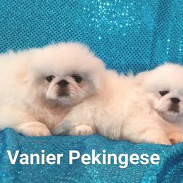 Sally - Pekingese
