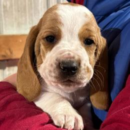 Boy 1 - Lemon and white male Basset Hound puppy in Noblesville, Indiana from Russell Bassets