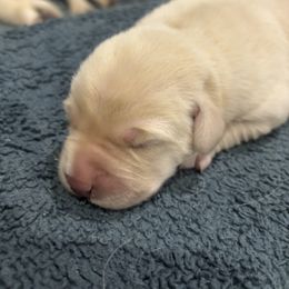 Labrador Retriever Puppies from Gathering Branch Labradors