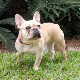 Dawn - French Bulldog