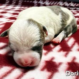 Doris - Blue brindle female American Staffordshire Terrier puppy in Clintwood, Virginia from SkyBlue Kennel