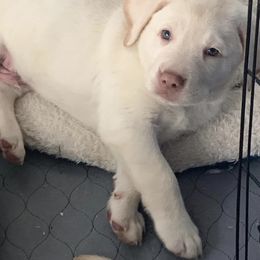 Labrador Retrievers from Adeline Ranch Labradors