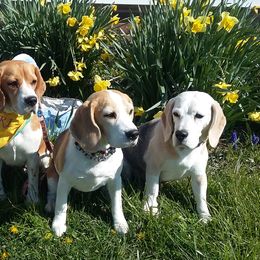 Beagles from Fan Woods