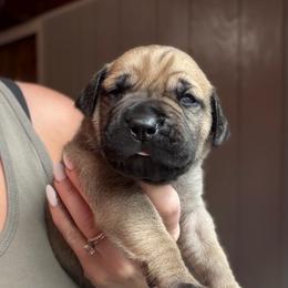 Moss (Emerald Collar) - Reddish brown male Boerboel puppy in Manitowoc, Wisconsin from Mae Boerboel