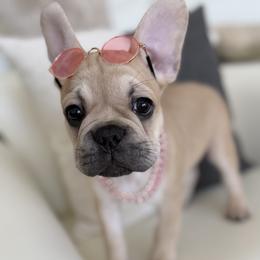 Milo - Fawn and white male French Bulldog puppy in Irvine, California from FrenchieOnTheGreen