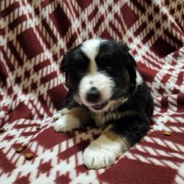 Girl 5 - Black tri female Miniature Australian Shepherd puppy in New Plymouth, Idaho from D & L Mini Aussies