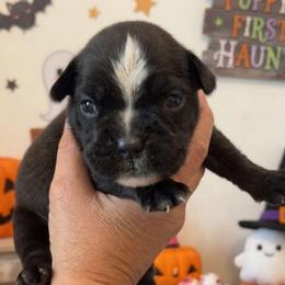Samara (Girl) - Brindle female Boxer puppy in Red Boiling Springs, Tennessee from Silver Rain