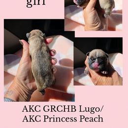Fawn girl - Fawn female French Bulldog puppy in Polk City, Florida from Best Friend Frenchies, LLC