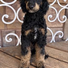 Poodle puppies from Desert Valley Doodles