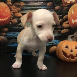 Maple - Cream and white male Chihuahua puppy in Mesa, Arizona from Sun Valley Chihuahuas & Malinois