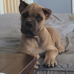 Cane Corso Puppies from RRR Corsos