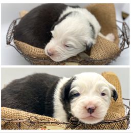 Australian Shepherd Puppies from Soggy Bottom Farms