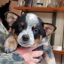 Full mask female - Blue speckled female Australian Cattle Dog puppy in Lenoir, North Carolina from Blue Coyote Ranch