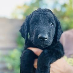 Curly-Coated Retriever Puppies from CHAPARRAL CURLY RETRIEVERS