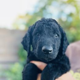 Curly-Coated Retriever Puppies from CHAPARRAL CURLY RETRIEVERS