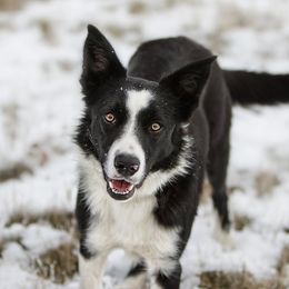 Texas - Border Collie