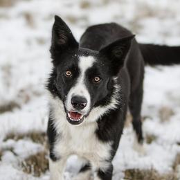 Texas - Border Collie