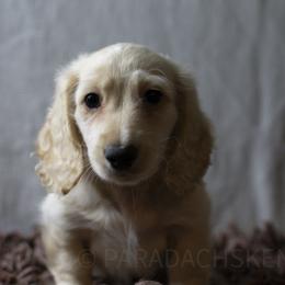 Moxie - Cream male Dachshund puppy in Visalia, California from Paradachs Kennels