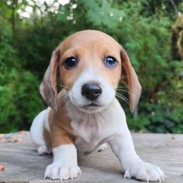 Dachshund Puppies from Haus of Wiener Schnitzel