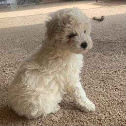 Venus - Parti female Poodle puppy in Haddam, Kansas from Golden B Acres
