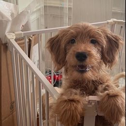 25 WEEKS OLD CINNAMON Pink Collar Female 1,800 Basic Training - Apricot Goldendoodle puppy in Brooklyn, New York from Lyon and Luna Goldendoodles Bernedoodles