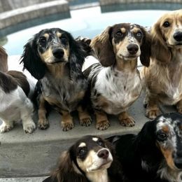 Dachshunds from TeenieWeenieDoxies