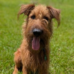 Mason - Irish Terrier