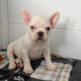 Buck - White male French Bulldog puppy in Franklin, Pennsylvania from Falco’s Frenchies