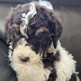 Pink Collar Female - Parti female Poodle puppy in Tehama County, California from Hals Pals K9s