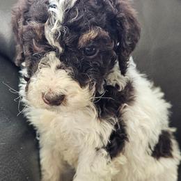 Pink Collar Female - Parti female Poodle puppy in Tehama County, California from Hals Pals K9s