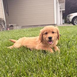 Purple Collar - Golden female Golden Retriever puppy in Mountain Home, Idaho from Poppy's Garden Golden Retrievers
