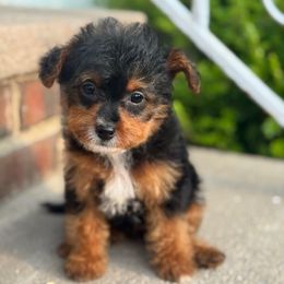 Lovey - Black and tan female Yorkipoo puppy in Clifton, New Jersey from Kdash_yorkies