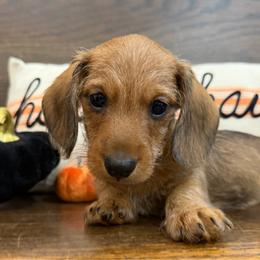 Steve - Red male Dachshund puppy in Sulphur Springs, Texas from K & G Doxies