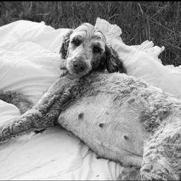 Assorted Doodle Crosses puppies from Hollins Doodles