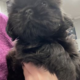 Cavapoo and Shihpoo Puppies from Haus of Doodles