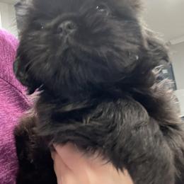 Cavapoo and Shihpoo Puppies from Haus of Doodles