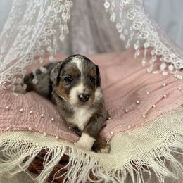 Aussiedoodle Puppies from Crystal Ridge Doodles