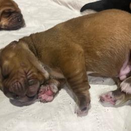 Male Red (Socks) - Red and white male Basset Hound puppy in Oviedo, Florida from Boss Farms