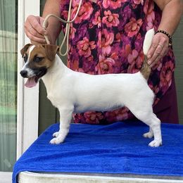 Dottie - Russell Terrier