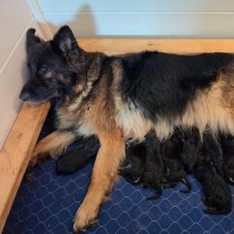 Dinah - Black and red female German Shepherd puppy in Columbus, Indiana from Stony Lonesome GSD