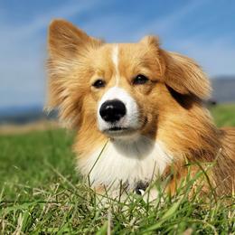 Pembroke Welsh Corgi Puppies from Top-Notch Paws