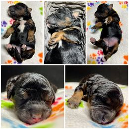 Goldendoodle and Poodle Puppies from SnickerDoodlePups