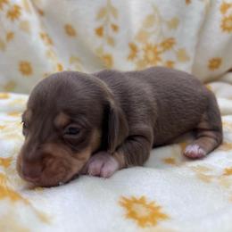Mantis-CKC - Chocolate and tan male Dachshund puppy in Tecumseh, Oklahoma from MoonBerry Miniature Dachshunds