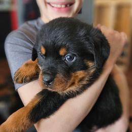 Domino - Black and mahogany female Rottweiler puppy in Eldorado, Kansas from Prairie Creek