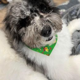 Bernedoodle and Goldendoodle Puppies from A.N.A. Doodles