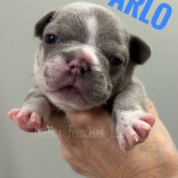 Arlo - Blue male French Bulldog puppy in Port Charlotte, Florida from Fluffing Frenchies LLC