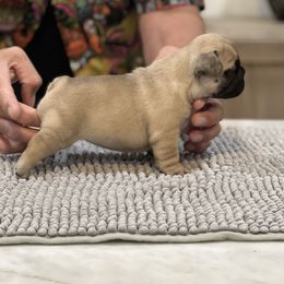 French Bulldog Puppies from Desert Madness Frenchies