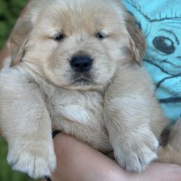 Golden Retriever Puppies from N.W. Mountain Retrievers